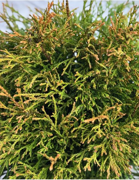 'Rogersii' - żywotnik olbrzymi
Thuja plicata 'Rogersii'