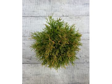 'Rogersii' - żywotnik olbrzymi
Thuja plicata 'Rogersii' 2