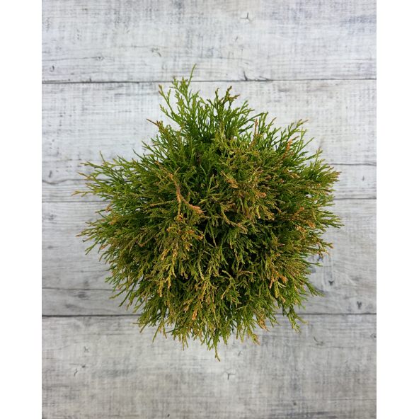 'Rogersii' - żywotnik olbrzymi
Thuja plicata 'Rogersii'