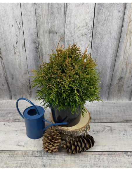 'Rogersii' - żywotnik olbrzymi
Thuja plicata 'Rogersii'