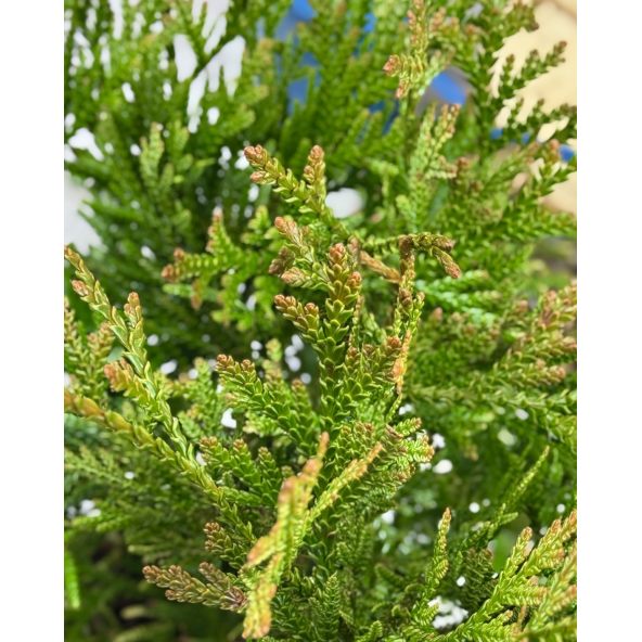 'Variegata' - żywotnikowiec japoński
Thujopsis dolabrata 'Variegata'