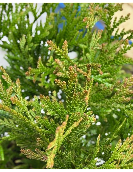 'Variegata' - żywotnikowiec japoński
Thujopsis dolabrata 'Variegata'