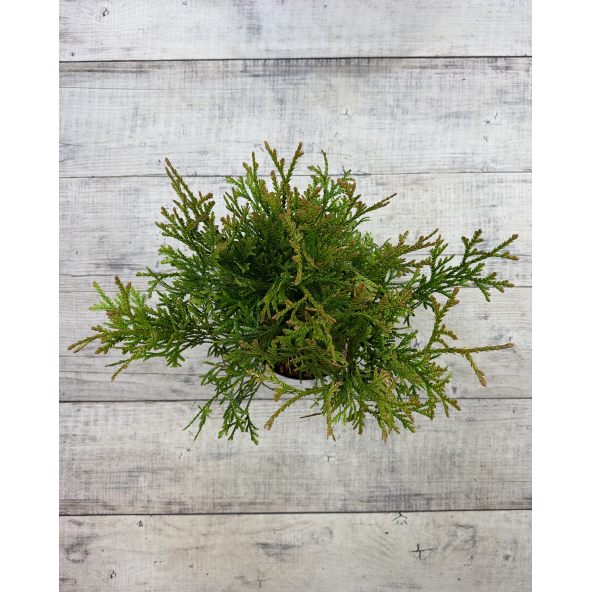 'Variegata' - żywotnikowiec japoński
Thujopsis dolabrata 'Variegata'