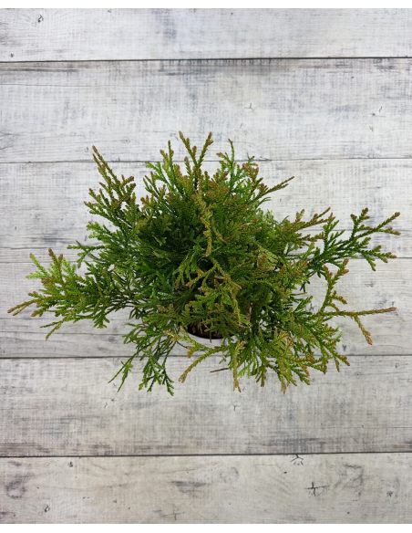 'Variegata' - żywotnikowiec japoński
Thujopsis dolabrata 'Variegata'