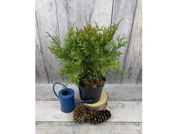 'Variegata' - żywotnikowiec japoński
Thujopsis dolabrata 'Variegata'