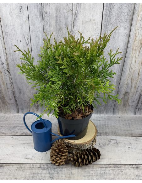 'Variegata' - żywotnikowiec japoński
Thujopsis dolabrata 'Variegata'