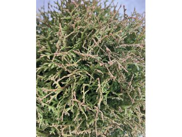 'Waterfield' - żywotnik zachodni
Thuja occidentalis 'Waterfield' 2