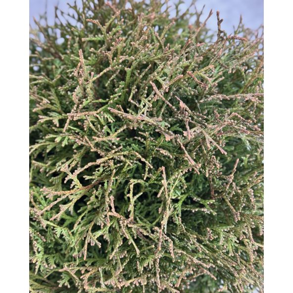 'Waterfield' - żywotnik zachodni
Thuja occidentalis 'Waterfield'