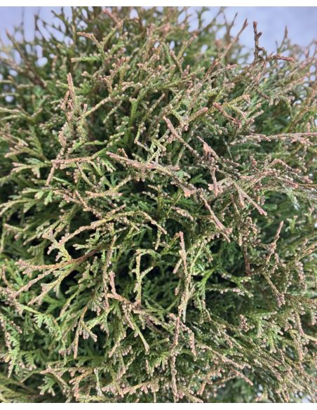 'Waterfield' - żywotnik zachodni
Thuja occidentalis 'Waterfield'