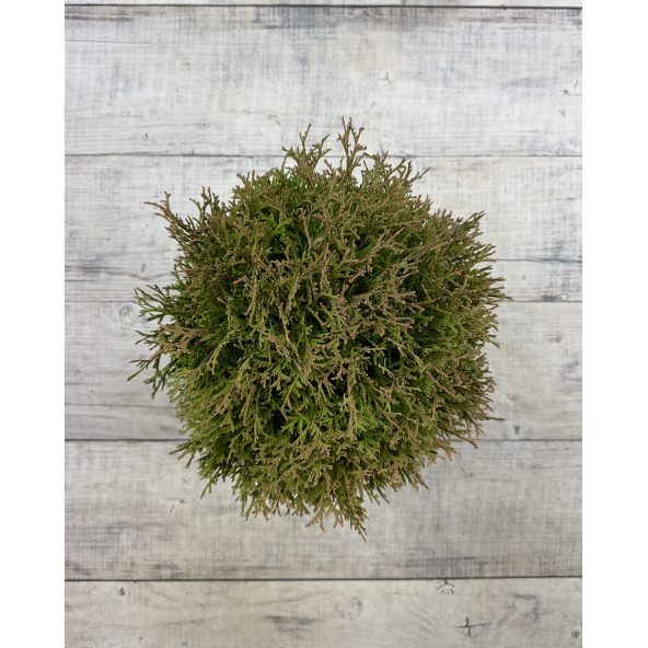 'Waterfield' - żywotnik zachodni
Thuja occidentalis 'Waterfield'