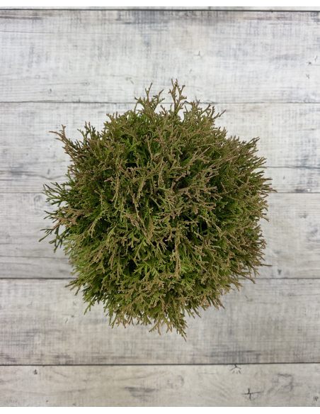 'Waterfield' - żywotnik zachodni
Thuja occidentalis 'Waterfield'