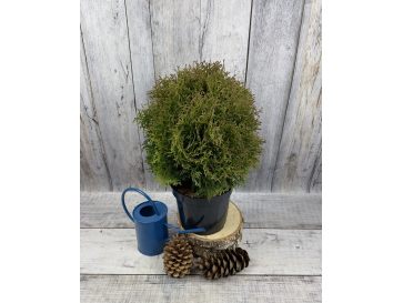 'Waterfield' - żywotnik zachodni
Thuja occidentalis 'Waterfield'