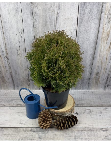 'Waterfield' - żywotnik zachodni
Thuja occidentalis 'Waterfield'