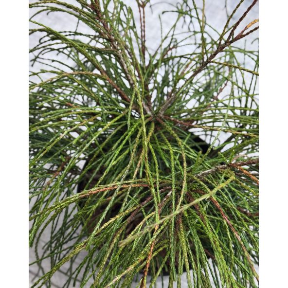 'Whipcord' - żywotnik olbrzymi
Thuja plicata 'Whipcord'