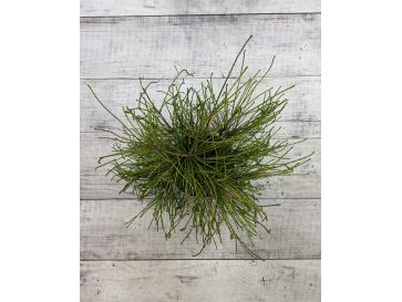 'Whipcord' - żywotnik olbrzymi
Thuja plicata 'Whipcord' 2