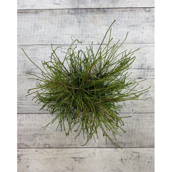 'Whipcord' - żywotnik olbrzymi
Thuja plicata 'Whipcord'