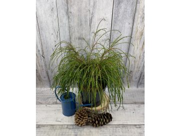 'Whipcord' - żywotnik olbrzymi
Thuja plicata 'Whipcord'