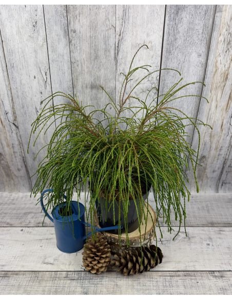 'Whipcord' - żywotnik olbrzymi
Thuja plicata 'Whipcord'