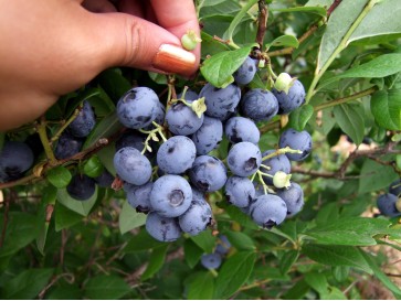 Borówka amerykańska Earliblue 2