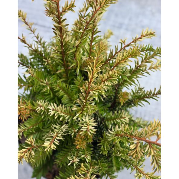 'Elegantissima' - cis pospolity
Taxus baccata 'Elegantissima'