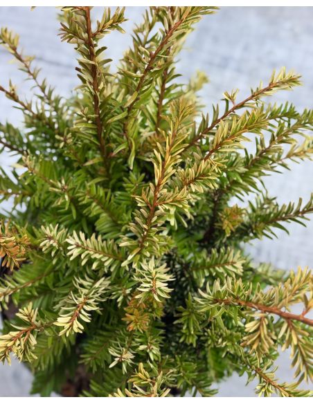 'Elegantissima' - cis pospolity
Taxus baccata 'Elegantissima'