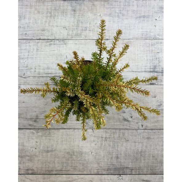 'Elegantissima' - cis pospolity
Taxus baccata 'Elegantissima'