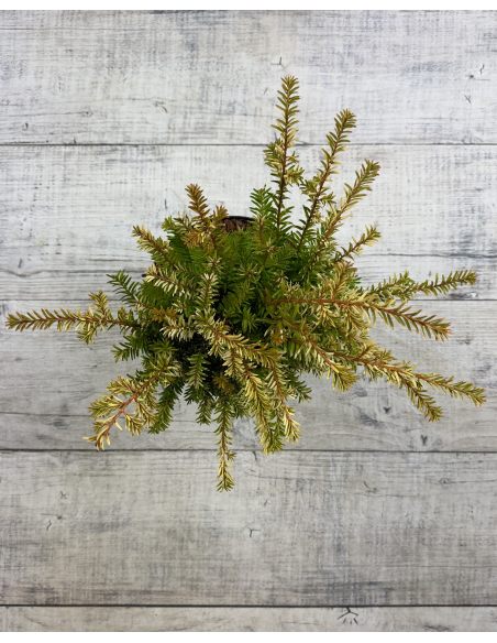 'Elegantissima' - cis pospolity
Taxus baccata 'Elegantissima'