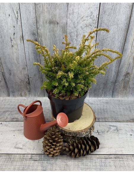 'Elegantissima' - cis pospolity
Taxus baccata 'Elegantissima'