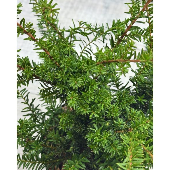 'Fairview' - cis pośredni
Taxus xmedia 'Fairview'