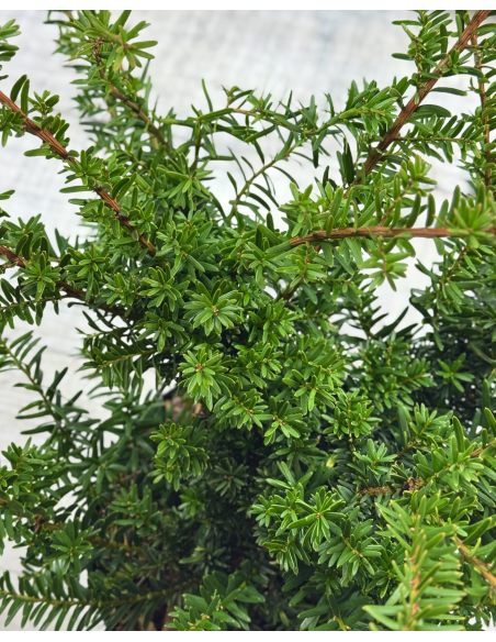'Fairview' - cis pośredni
Taxus xmedia 'Fairview'