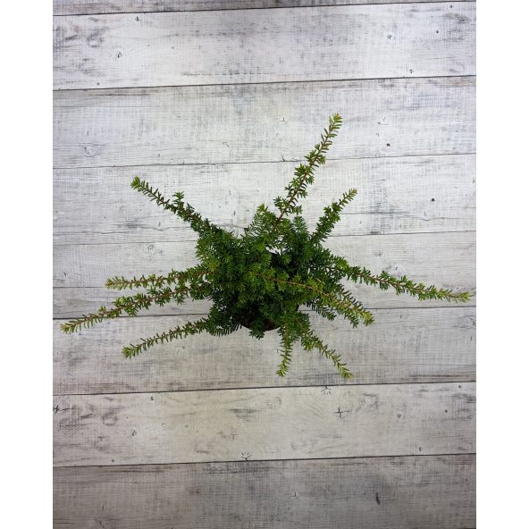 'Fairview' - cis pośredni
Taxus xmedia 'Fairview'