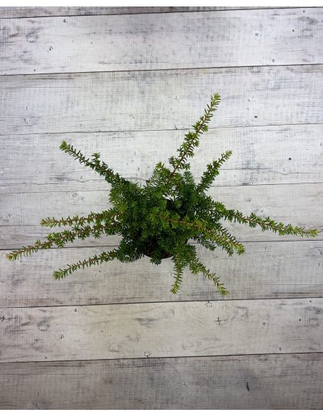 'Fairview' - cis pośredni
Taxus xmedia 'Fairview'