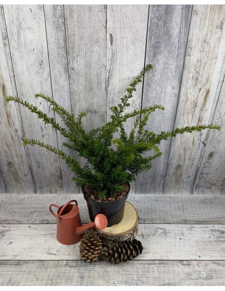 'Fairview' - cis pośredni
Taxus xmedia 'Fairview'