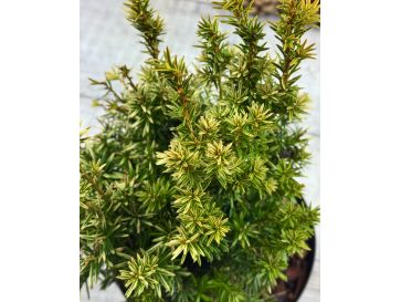 'Fastigiata Aurea' - cis pospolity
Taxus baccata 'Fastigiata Aurea' 2