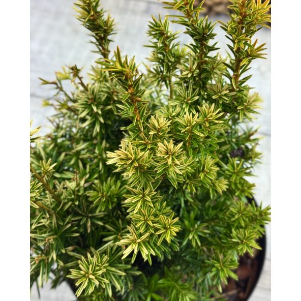 'Fastigiata Aurea' - cis pospolity
Taxus baccata 'Fastigiata Aurea'