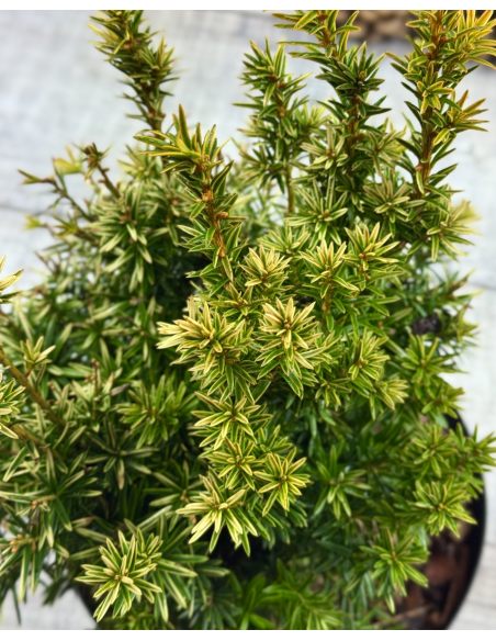 'Fastigiata Aurea' - cis pospolity
Taxus baccata 'Fastigiata Aurea'