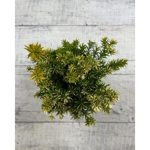 'Fastigiata Aurea' - cis pospolity
Taxus baccata 'Fastigiata Aurea'