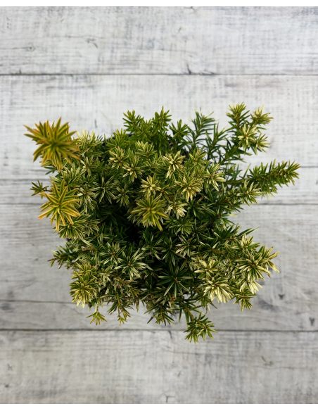 'Fastigiata Aurea' - cis pospolity
Taxus baccata 'Fastigiata Aurea'