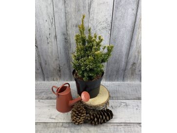 'Fastigiata Aurea' - cis pospolity
Taxus baccata 'Fastigiata Aurea'