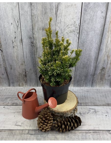 'Fastigiata Aurea' - cis pospolity
Taxus baccata 'Fastigiata Aurea'