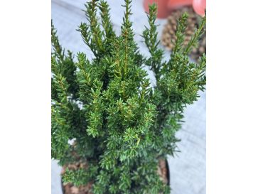 'Fastigiata Robusta' - cis pospolity
Taxus baccata 'Fastigiata Robusta' 2