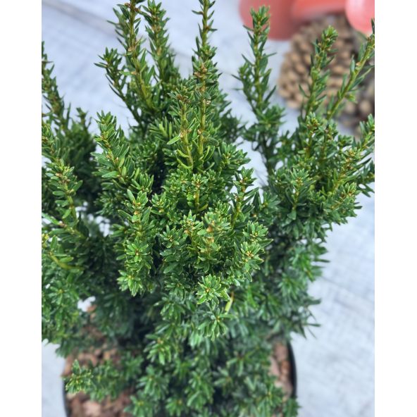 'Fastigiata Robusta' - cis pospolity
Taxus baccata 'Fastigiata Robusta'
