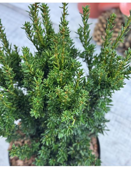 'Fastigiata Robusta' - cis pospolity
Taxus baccata 'Fastigiata Robusta'