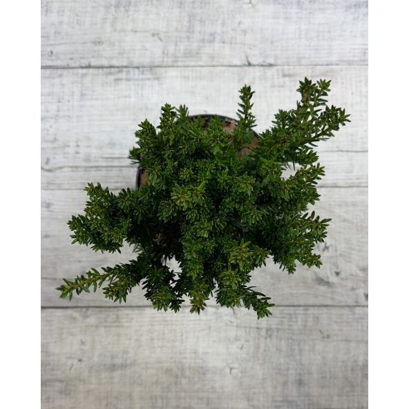 'Fastigiata Robusta' - cis pospolity
Taxus baccata 'Fastigiata Robusta'