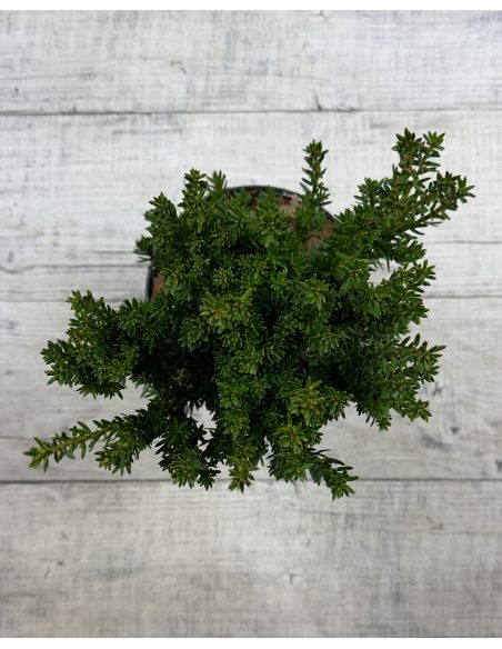 'Fastigiata Robusta' - cis pospolity
Taxus baccata 'Fastigiata Robusta'