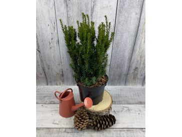 'Fastigiata Robusta' - cis pospolity
Taxus baccata 'Fastigiata Robusta'