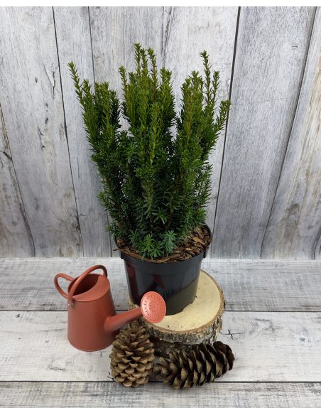 'Fastigiata Robusta' - cis pospolity
Taxus baccata 'Fastigiata Robusta'