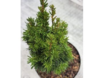 'Flushing' - cis pośredni
Taxus xmedia 'Flushing' 2