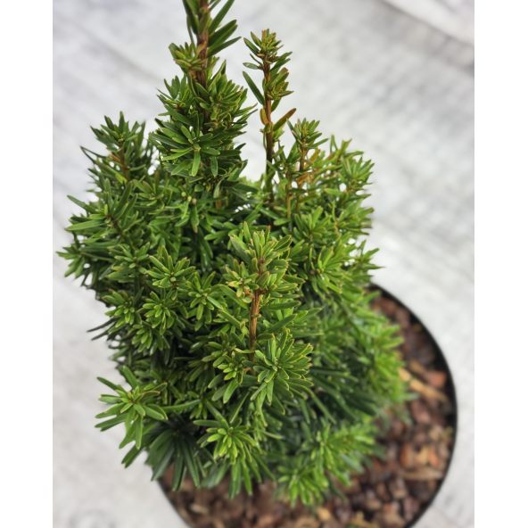 'Flushing' - cis pośredni
Taxus xmedia 'Flushing'