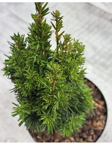'Flushing' - cis pośredni
Taxus xmedia 'Flushing'